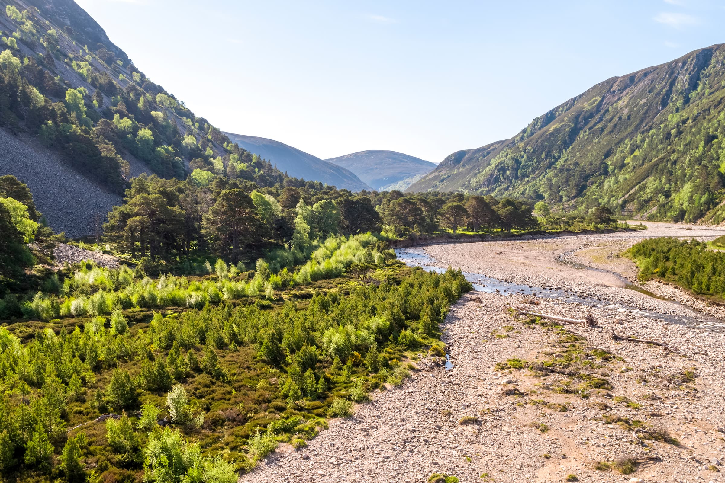An image of Rewilding in Scotland