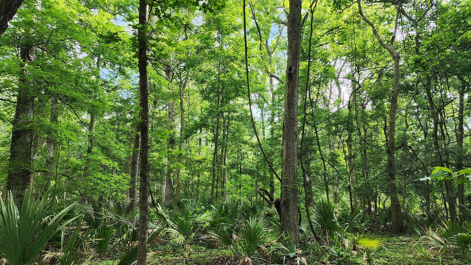 An image of Bottomland Forests of the Mississippi Backswamps and Delta Mixed Forests Project Removal